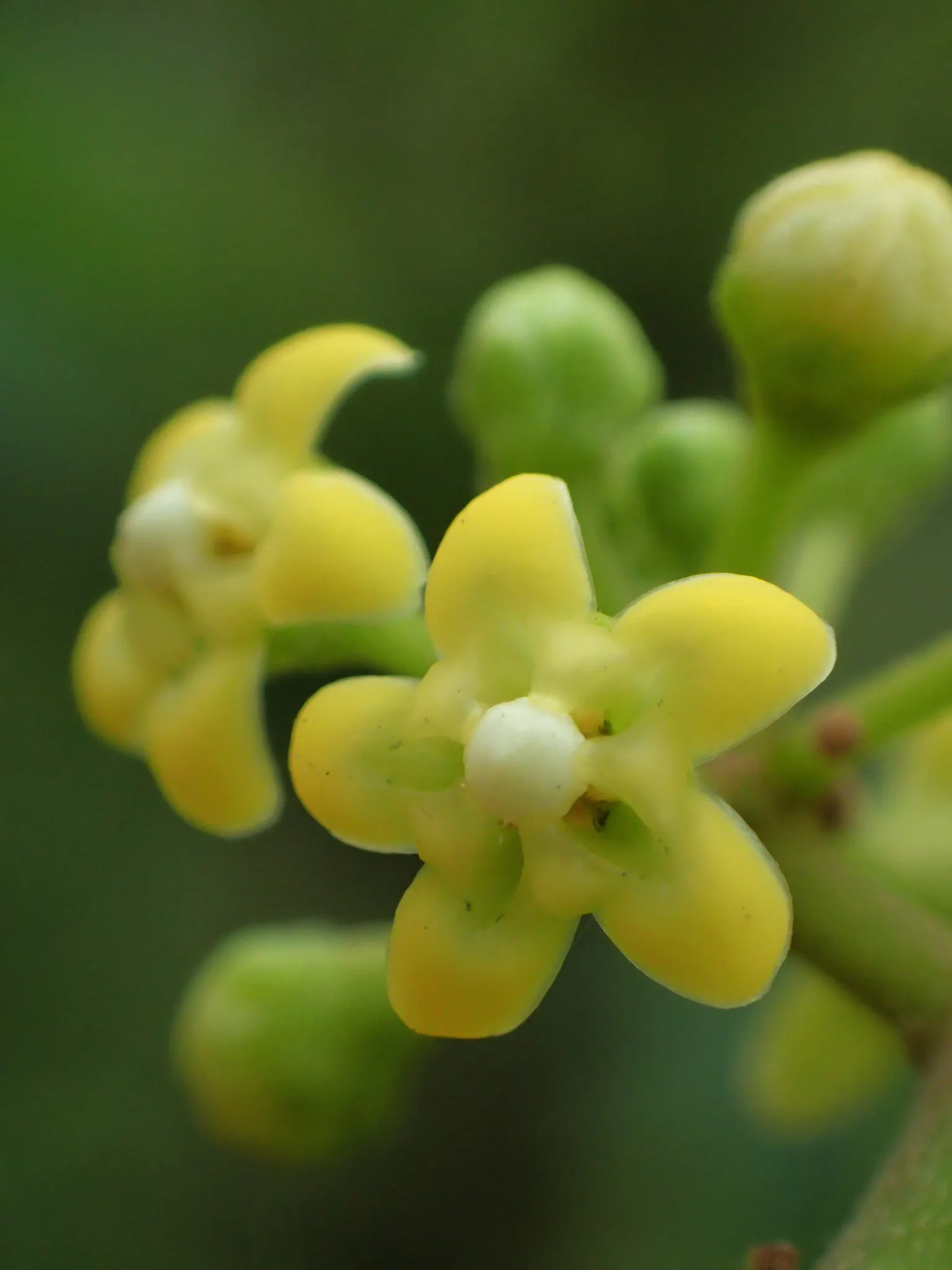 Gymnema sylvestre - Gurmar, Kletterrebe, Meshashringi, Gymnema, Australian Cowplant, Periploca of the Woods - Image 3