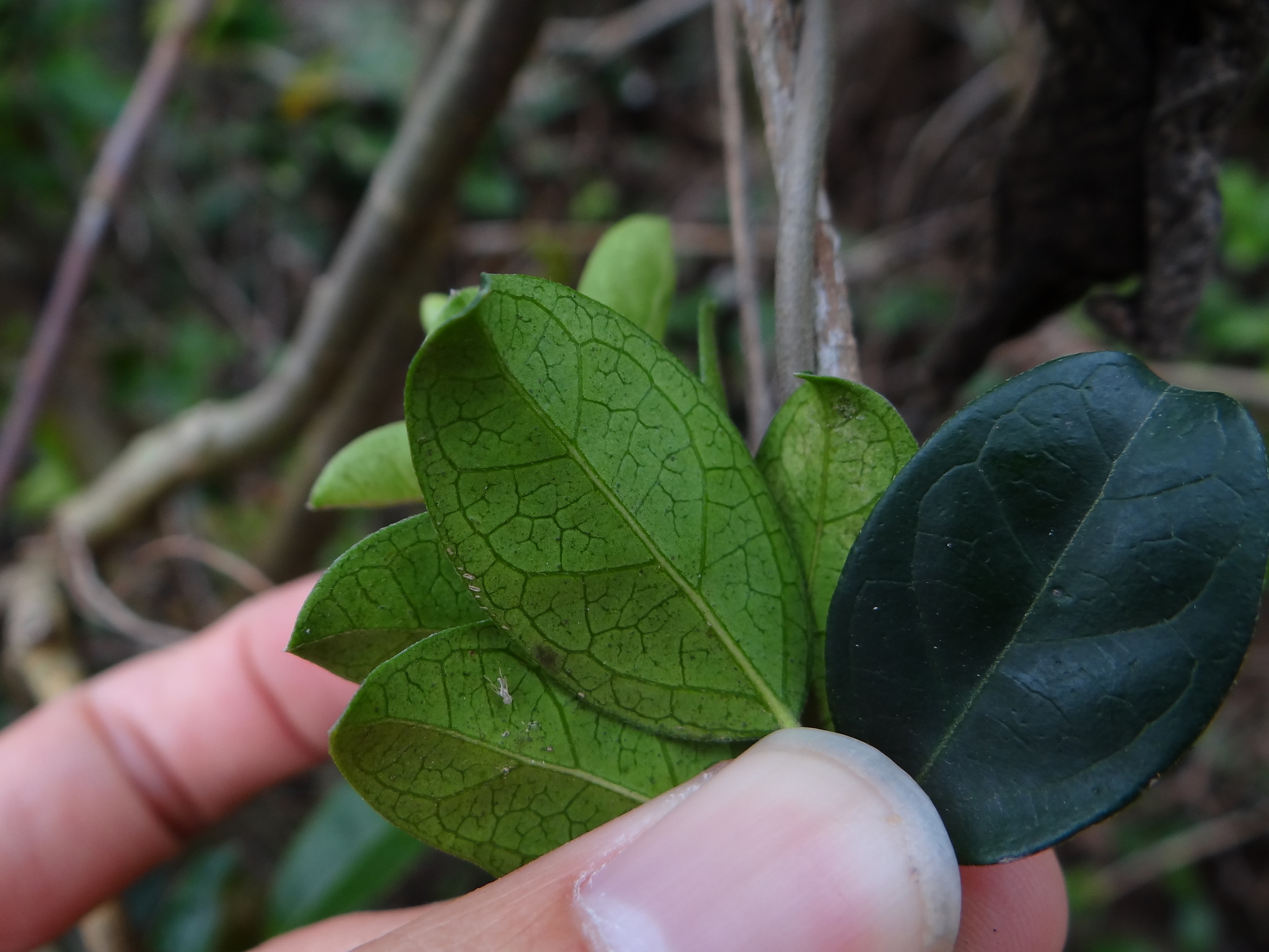 Gymnema sylvestre - Gurmar, Kletterrebe, Meshashringi, Gymnema, Australian Cowplant, Periploca of the Woods - Image 4