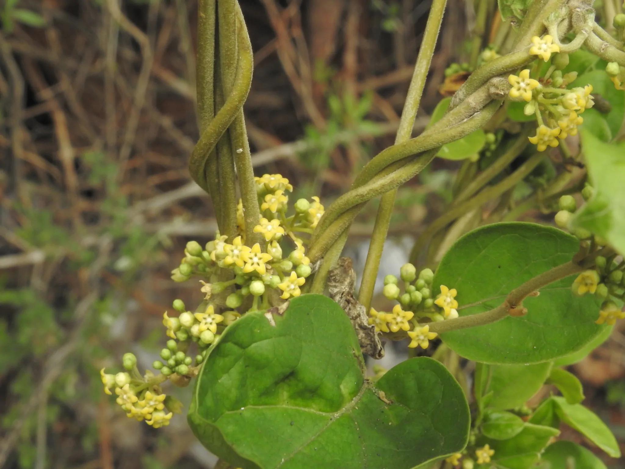 Gymnema sylvestre - Gurmar, Kletterrebe, Meshashringi, Gymnema, Australian Cowplant, Periploca of the Woods - Image 5