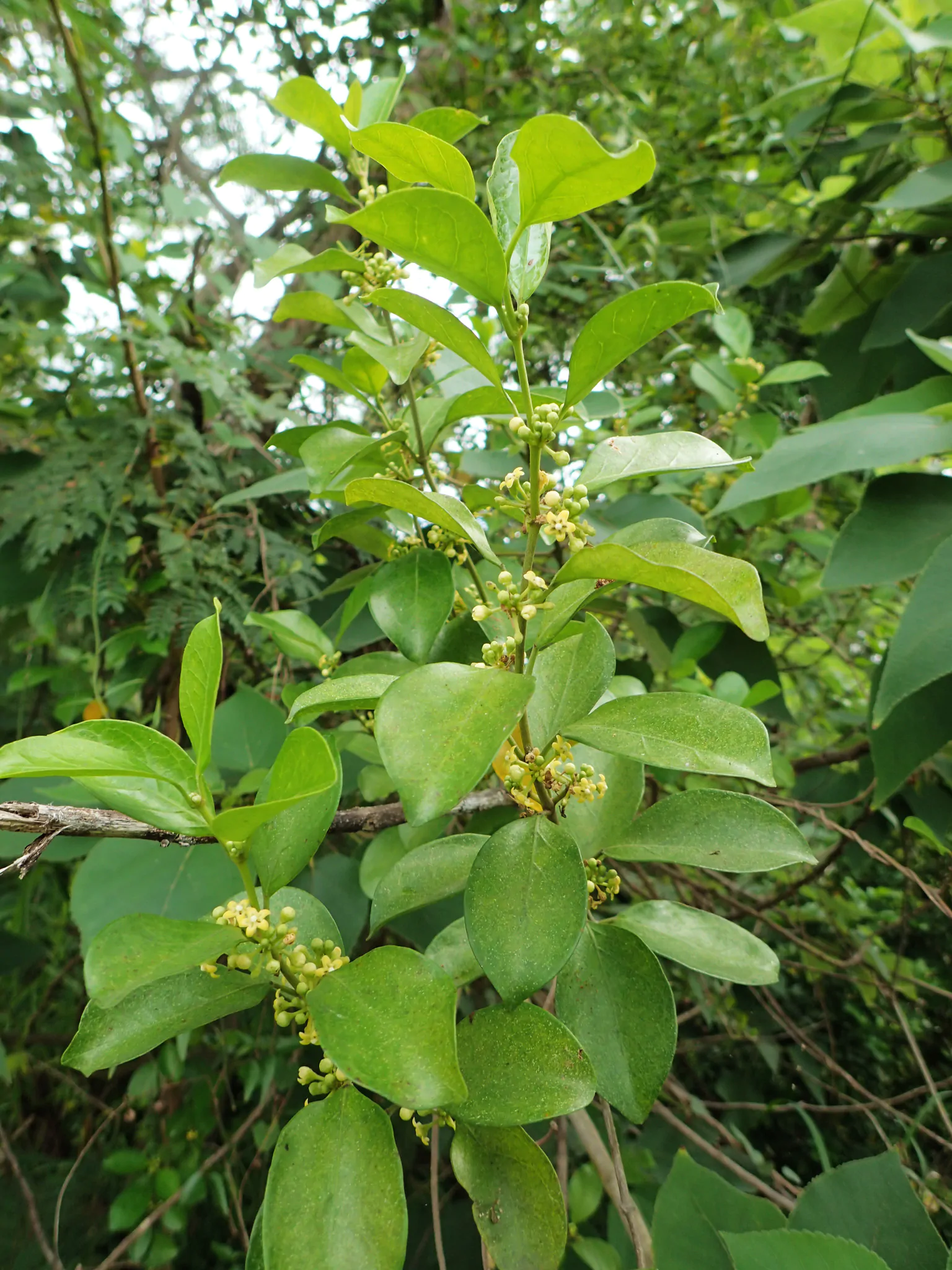 Gymnema sylvestre - Gurmar, Kletterrebe, Meshashringi, Gymnema, Australian Cowplant, Periploca of the Woods - Image 6