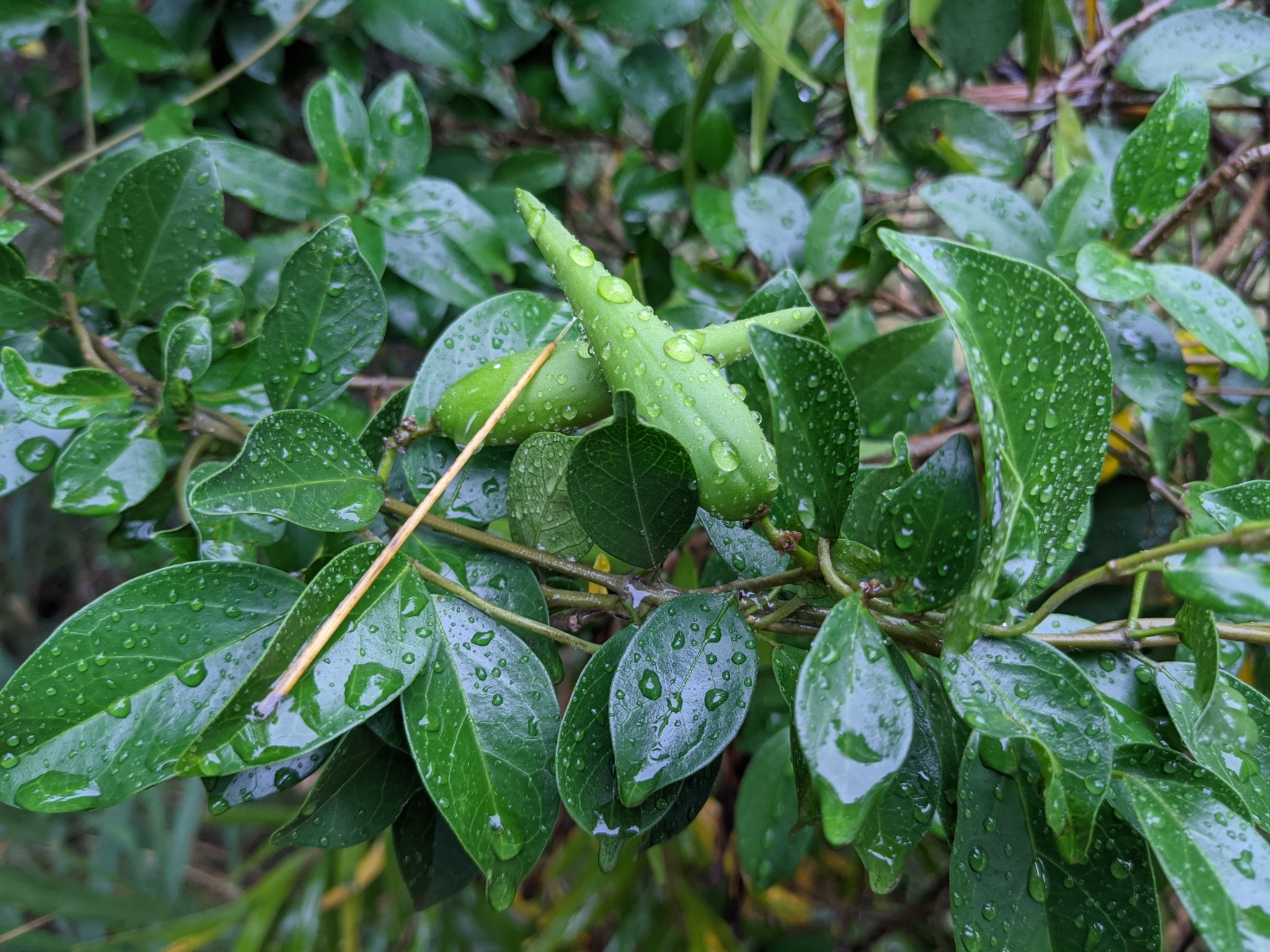 Gymnema sylvestre - Gurmar, Kletterrebe, Meshashringi, Gymnema, Australian Cowplant, Periploca of the Woods - Image 7