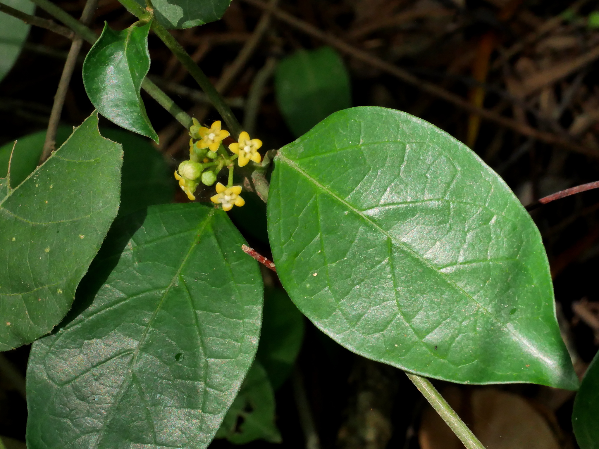 Gymnema sylvestre - Gurmar, Kletterrebe, Meshashringi, Gymnema, Australian Cowplant, Periploca of the Woods - Image 8