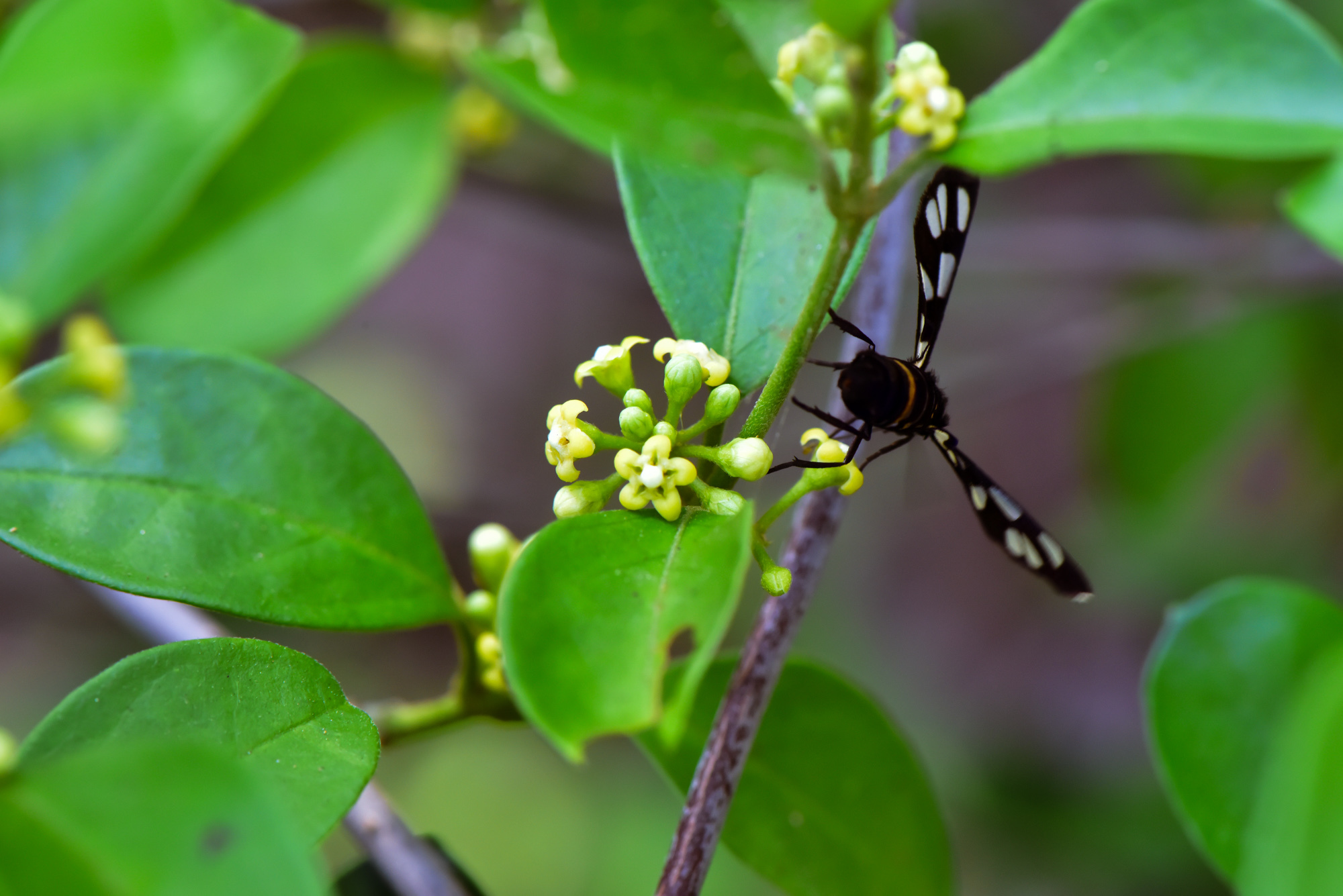 Gymnema sylvestre - Gurmar, Kletterrebe, Meshashringi, Gymnema, Australian Cowplant, Periploca of the Woods - Image 9