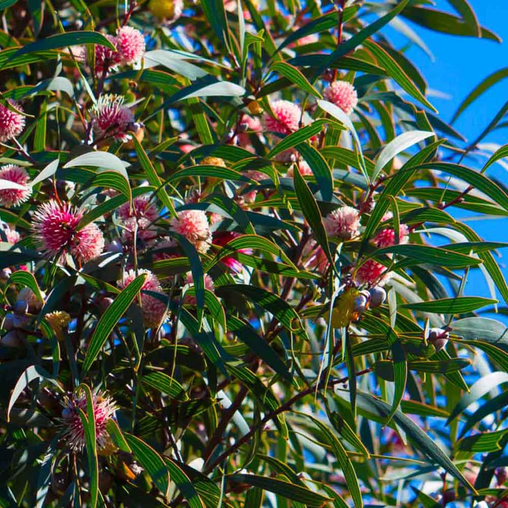 Hakea laurina - Pincushion Hakea, Kodjet, Emu Bush, Sea Urchin - Image 4