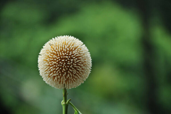 Haldina cordifolia - Kadamba, Haldina, Haldu Tree - Image 3