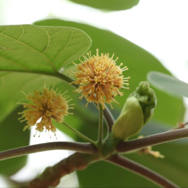 Haldina cordifolia - Kadamba, Haldina, Haldu Tree - Image 7