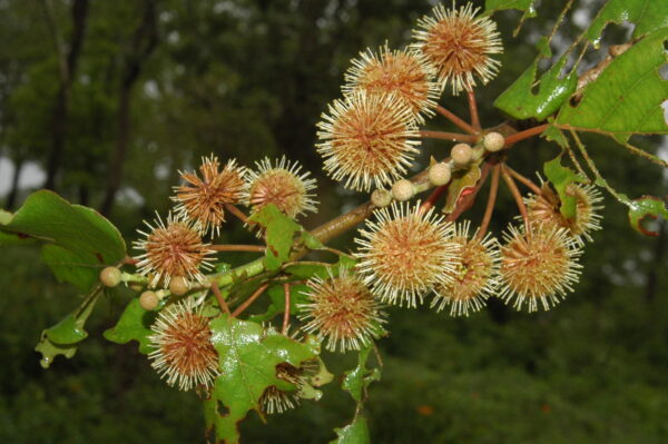 Haldina cordifolia - Kadamba, Haldina, Haldu Tree - Image 9