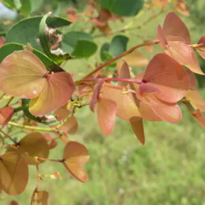 Hardwickia binata - Anjan Tree, Indian Blackwood