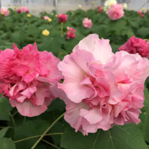 Hibiscus mutabilis - Confederate Rose, Changeable Rose, Chinese Rose, Cotton Rose, Dixie Rose, Rosemallow