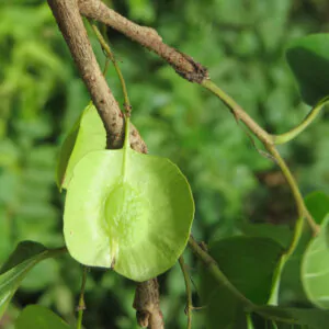 Holoptelea integrifolia - Kanju, Indian Elm, Chirabilva, Jungle Cork Tree