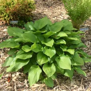 Hosta longipes var. longipes - Japanese Heart Leaf Lily, Hosta, Plantain Lily