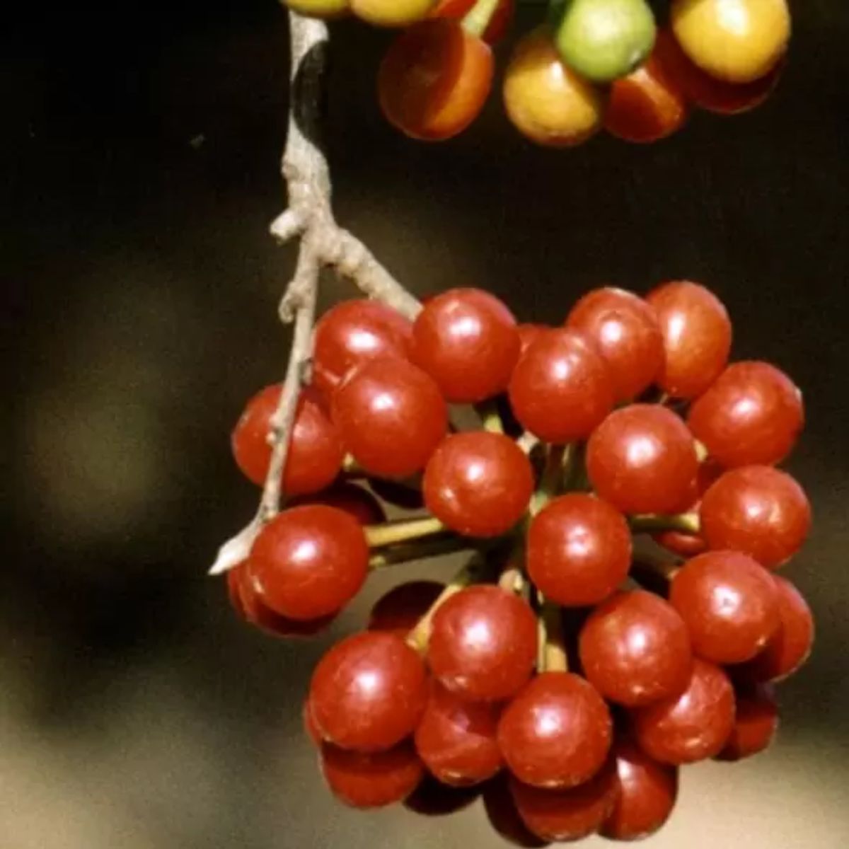 Huberantha cerasoides - Cherry Ashok, Cherry Ashok