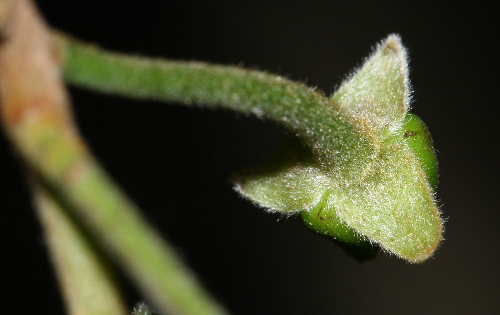Huberantha cerasoides - Cherry Ashok, Cherry Ashok - Image 2