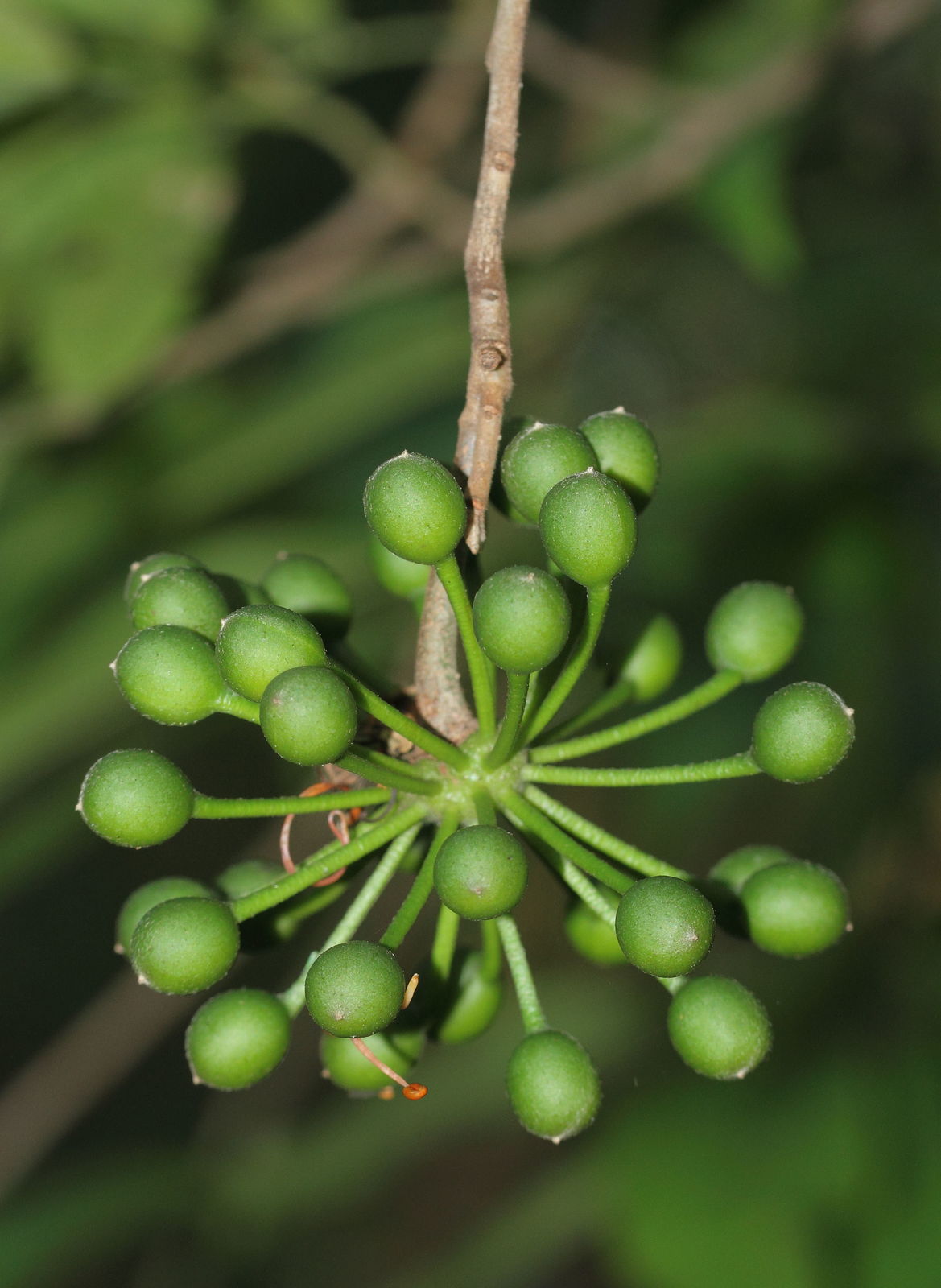 Huberantha cerasoides - Cherry Ashok, Cherry Ashok - Image 3