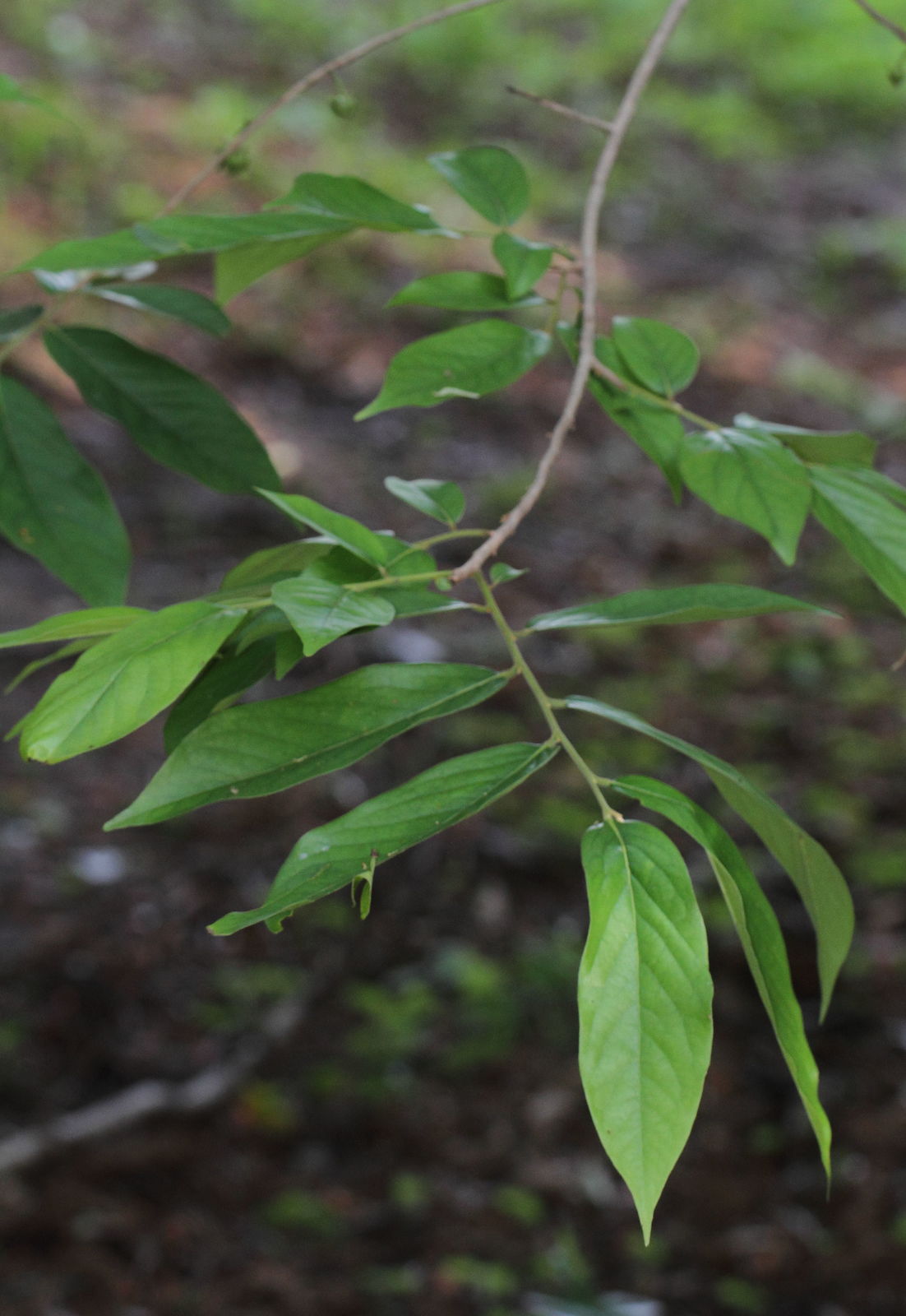 Huberantha cerasoides - Cherry Ashok, Cherry Ashok - Image 5