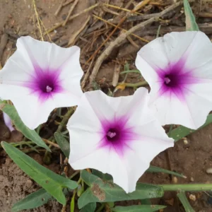 Ipomoea aquatica - Water Morning Glory, Water Spinach