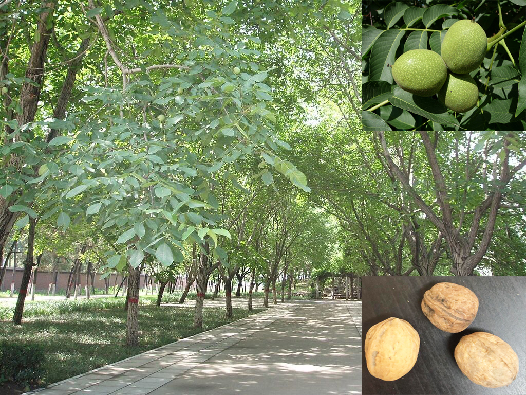 Juglans regia / Juglans duclouxiana / Juglans fallax - Hardy Carpathian, Persian Walnut, English Walnut, Carpathian Walnut, Madeira Walnu, Common Walnut