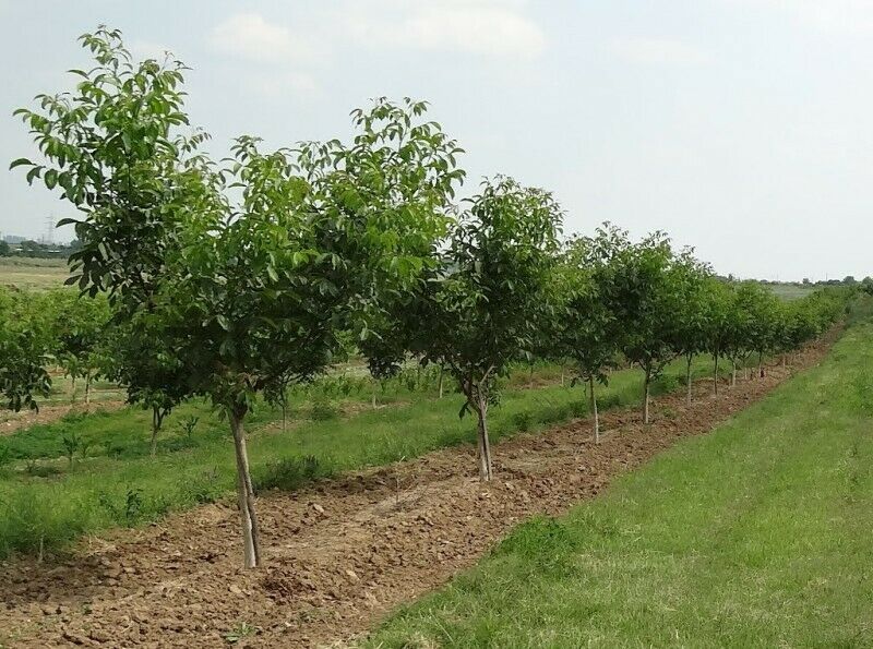 Juglans regia / Juglans duclouxiana / Juglans fallax - Hardy Carpathian, Persian Walnut, English Walnut, Carpathian Walnut, Madeira Walnu, Common Walnut - Image 2