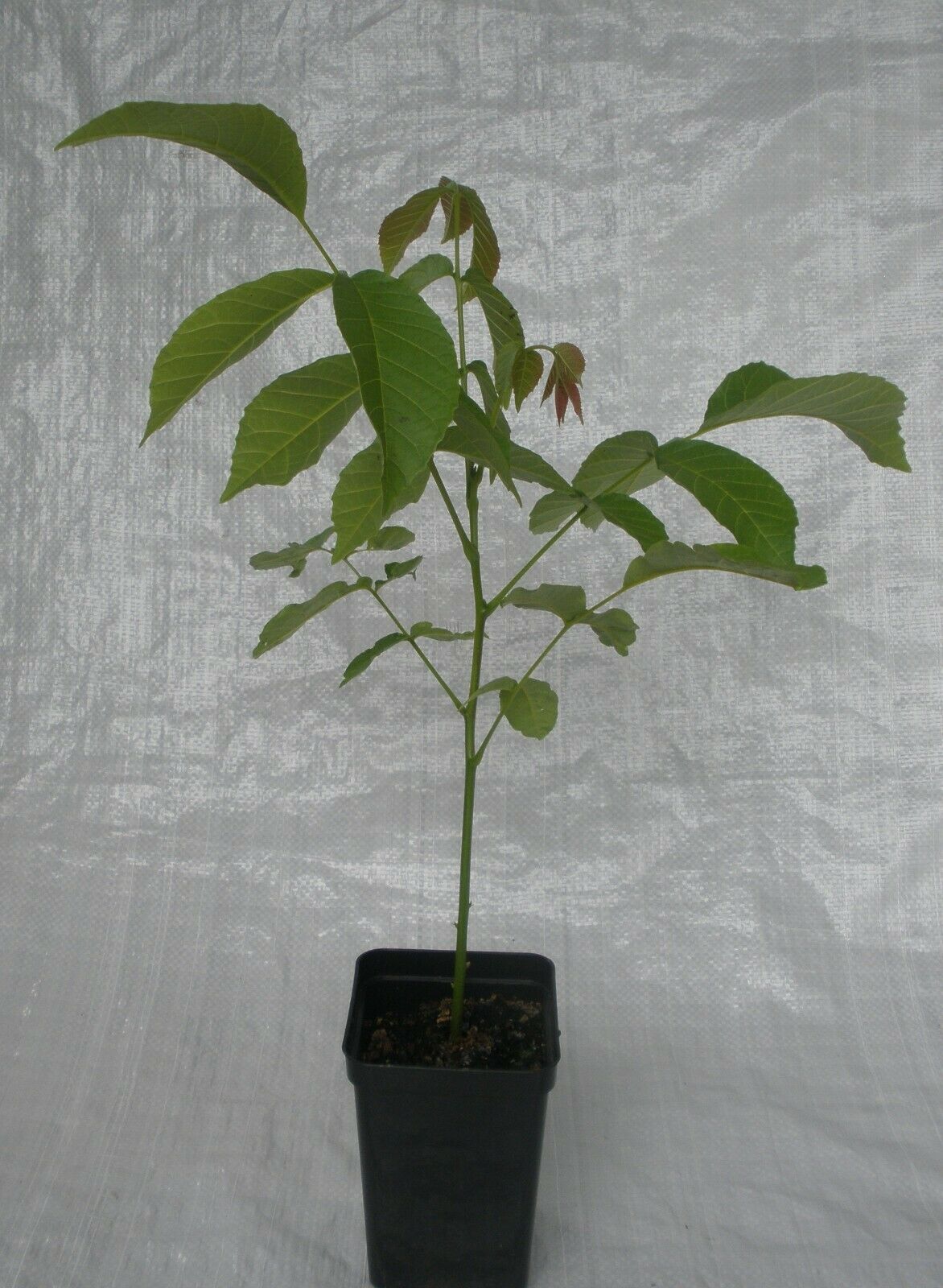 Juglans regia / Juglans duclouxiana / Juglans fallax - Hardy Carpathian, Persian Walnut, English Walnut, Carpathian Walnut, Madeira Walnu, Common Walnut - Image 3