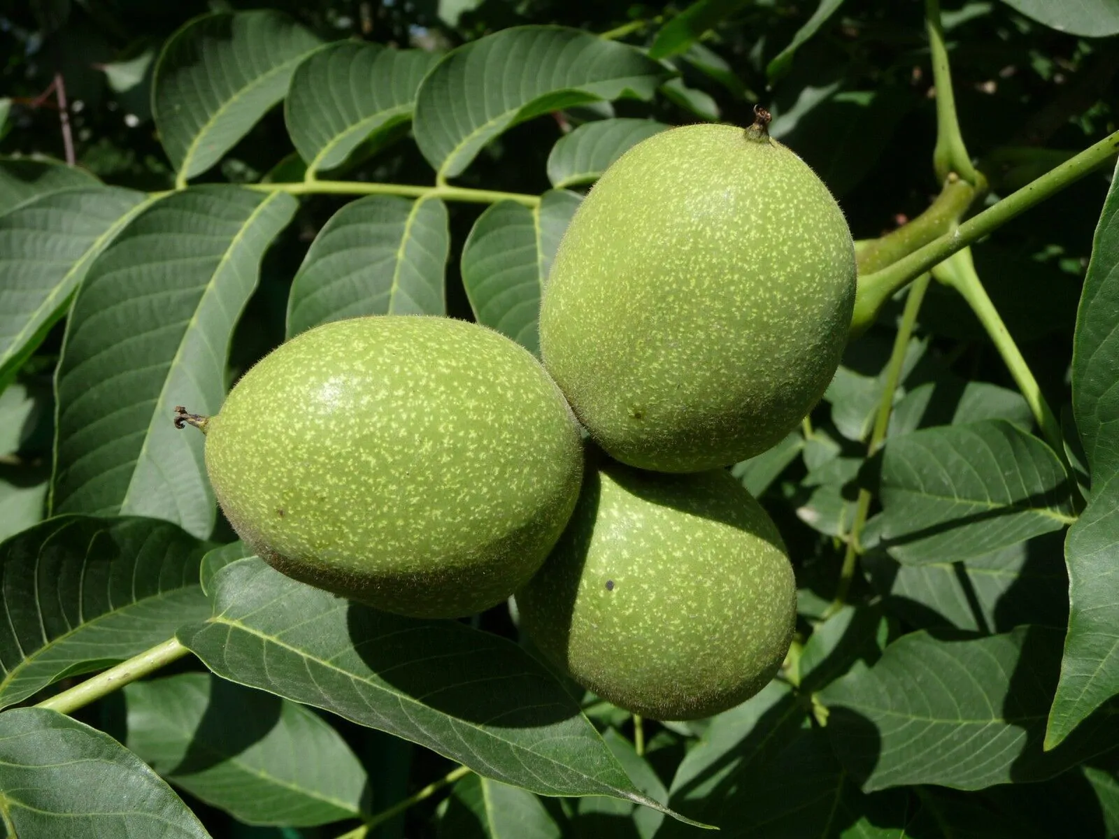 Juglans regia / Juglans duclouxiana / Juglans fallax - Hardy Carpathian, Persian Walnut, English Walnut, Carpathian Walnut, Madeira Walnu, Common Walnut - Image 4