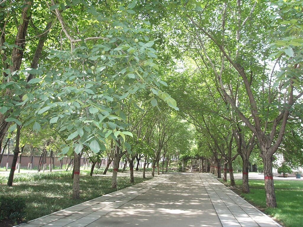 Juglans regia / Juglans duclouxiana / Juglans fallax - Hardy Carpathian, Persian Walnut, English Walnut, Carpathian Walnut, Madeira Walnu, Common Walnut - Image 5