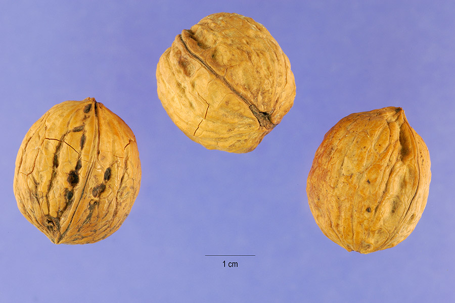 Juglans regia / Juglans duclouxiana / Juglans fallax - Hardy Carpathian, Persian Walnut, English Walnut, Carpathian Walnut, Madeira Walnu, Common Walnut - Image 6
