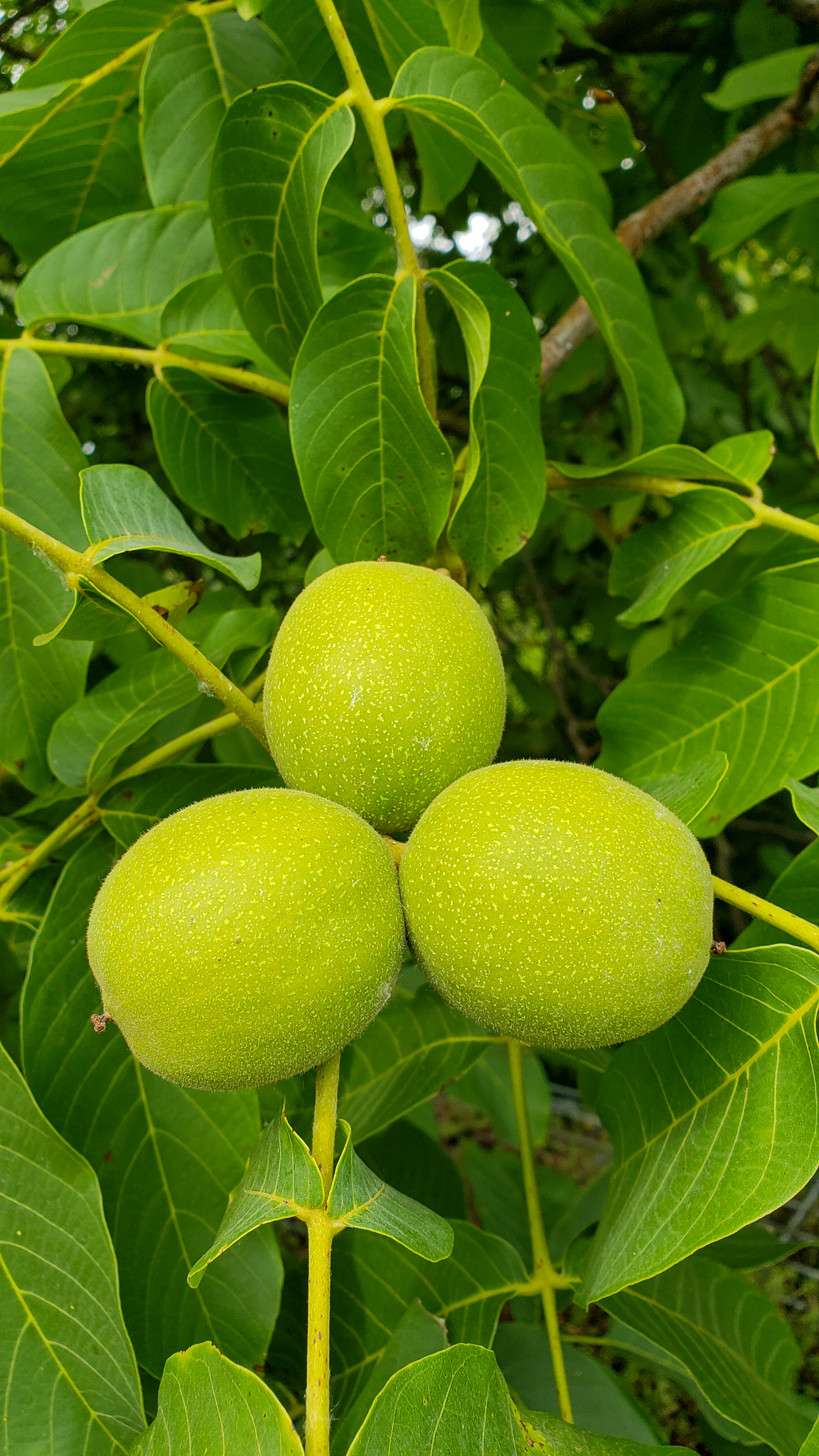 Juglans regia / Juglans duclouxiana / Juglans fallax - Hardy Carpathian, Persian Walnut, English Walnut, Carpathian Walnut, Madeira Walnu, Common Walnut - Image 7