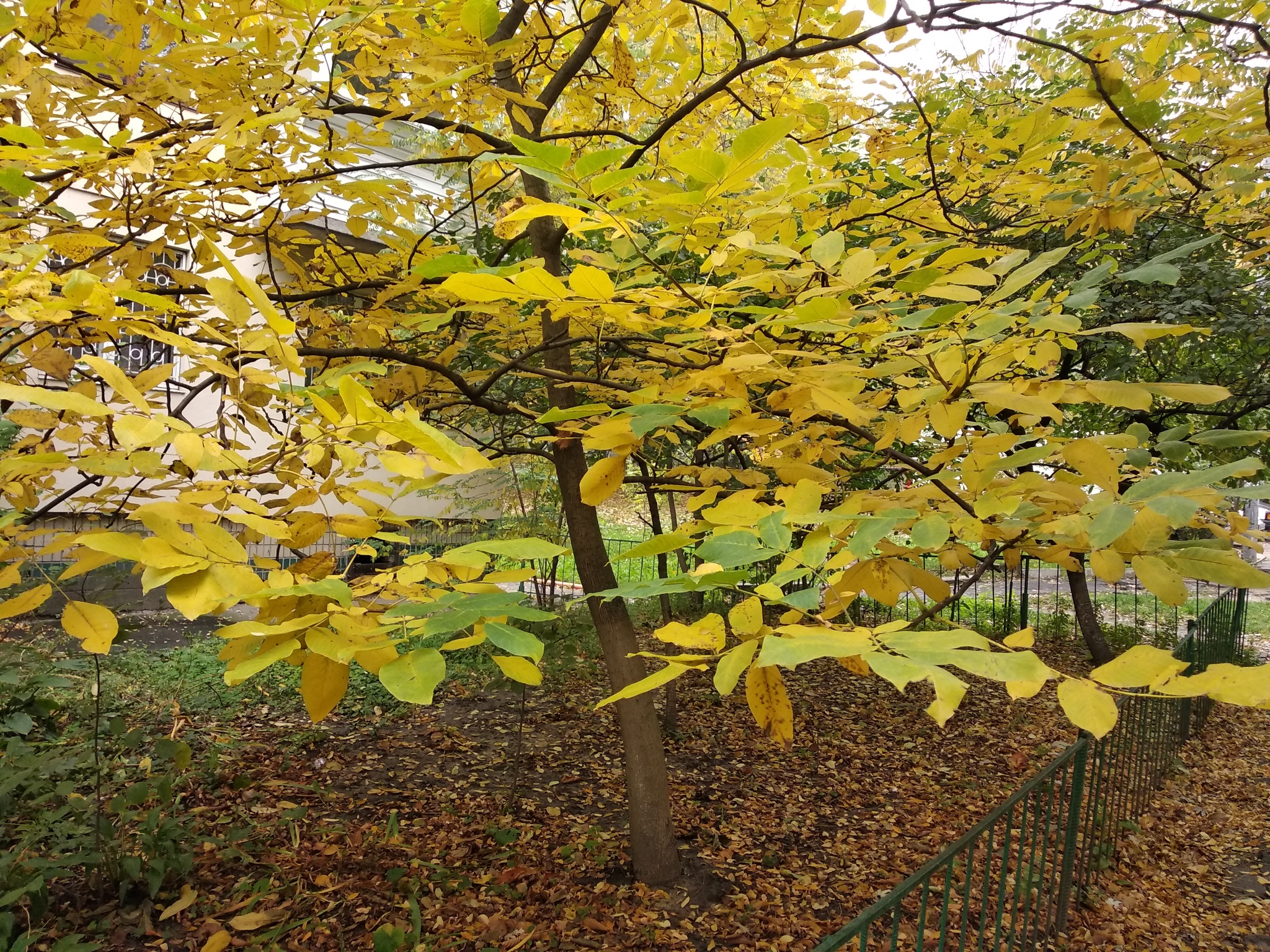 Juglans regia / Juglans duclouxiana / Juglans fallax - Hardy Carpathian, Persian Walnut, English Walnut, Carpathian Walnut, Madeira Walnu, Common Walnut - Image 8