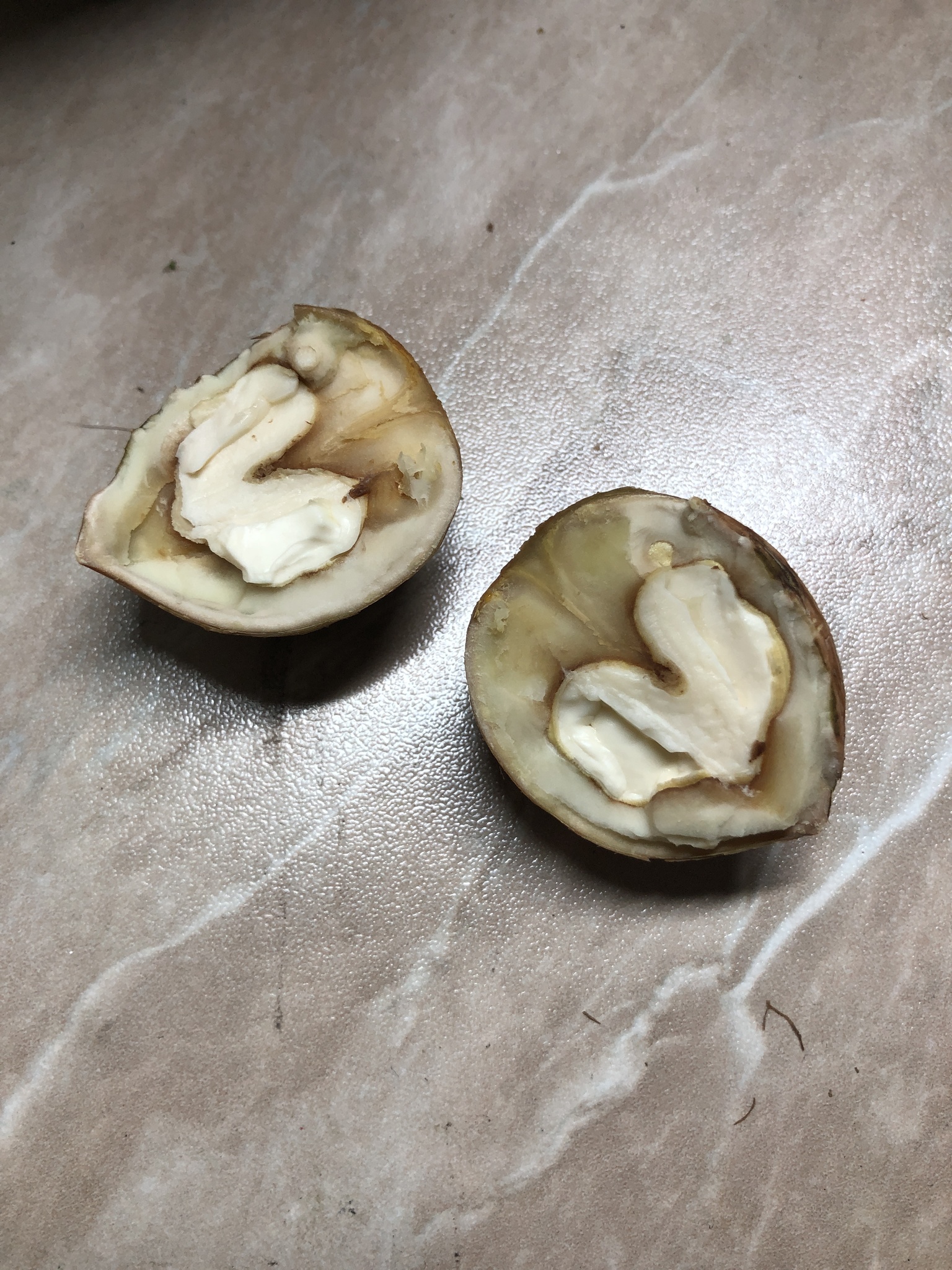 Juglans regia / Juglans duclouxiana / Juglans fallax - Hardy Carpathian, Persian Walnut, English Walnut, Carpathian Walnut, Madeira Walnu, Common Walnut - Image 9