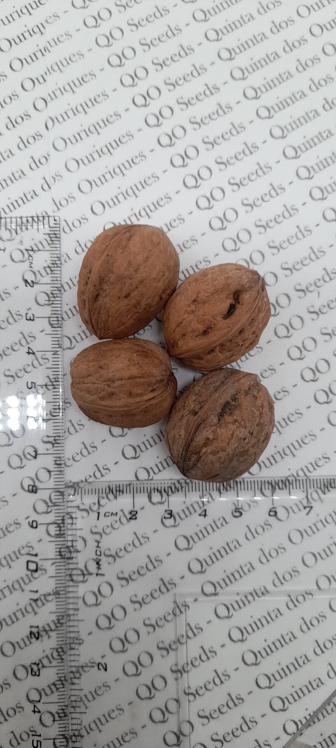 Juglans regia / Juglans duclouxiana / Juglans fallax - Hardy Carpathian, Persian Walnut, English Walnut, Carpathian Walnut, Madeira Walnu, Common Walnut - Image 10