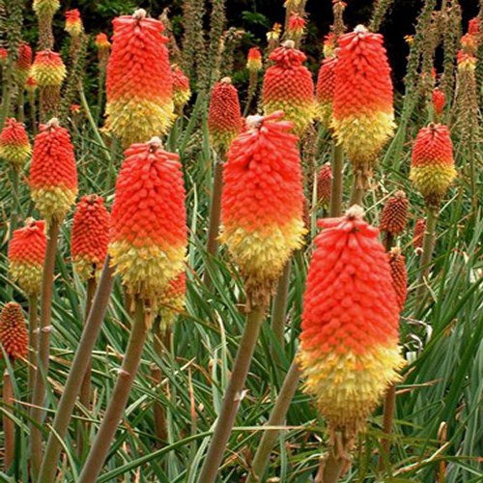 Kniphofia rooperi - East Cape Poker - Image 4