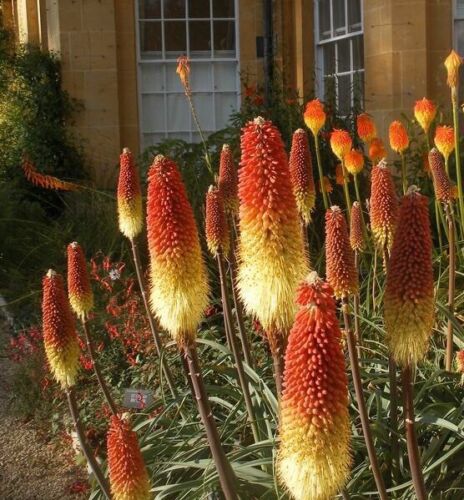 Kniphofia rooperi - East Cape Poker - Image 6