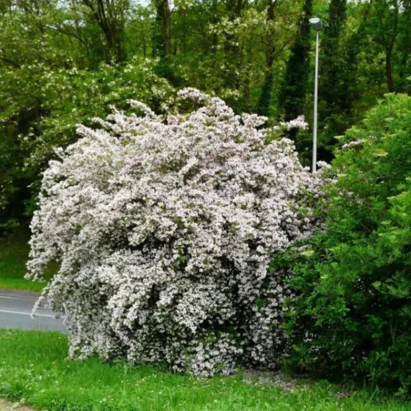 Kolkwitzia amabilis - Cloud Pink - Image 5