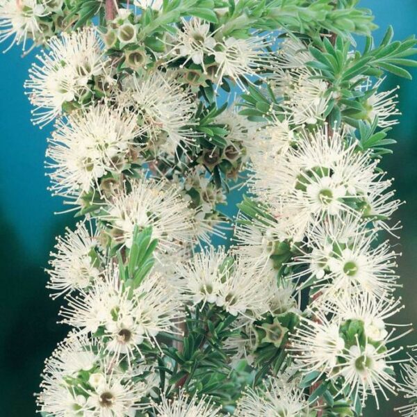 Kunzea ambigua - Tick Bush - Image 6