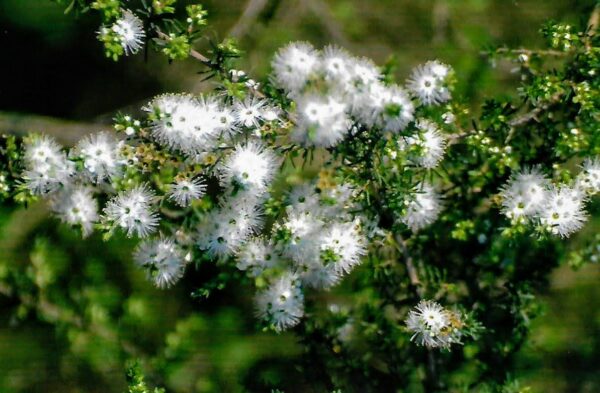 Kunzea ambigua - Tick Bush - Image 7