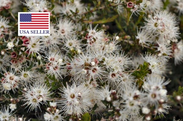 Kunzea ambigua - Tick Bush - Image 14
