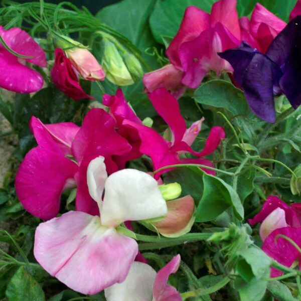 Lathyrus odoratus 'Cupid' Mixed - Dwarf Sweet Pea - Image 4