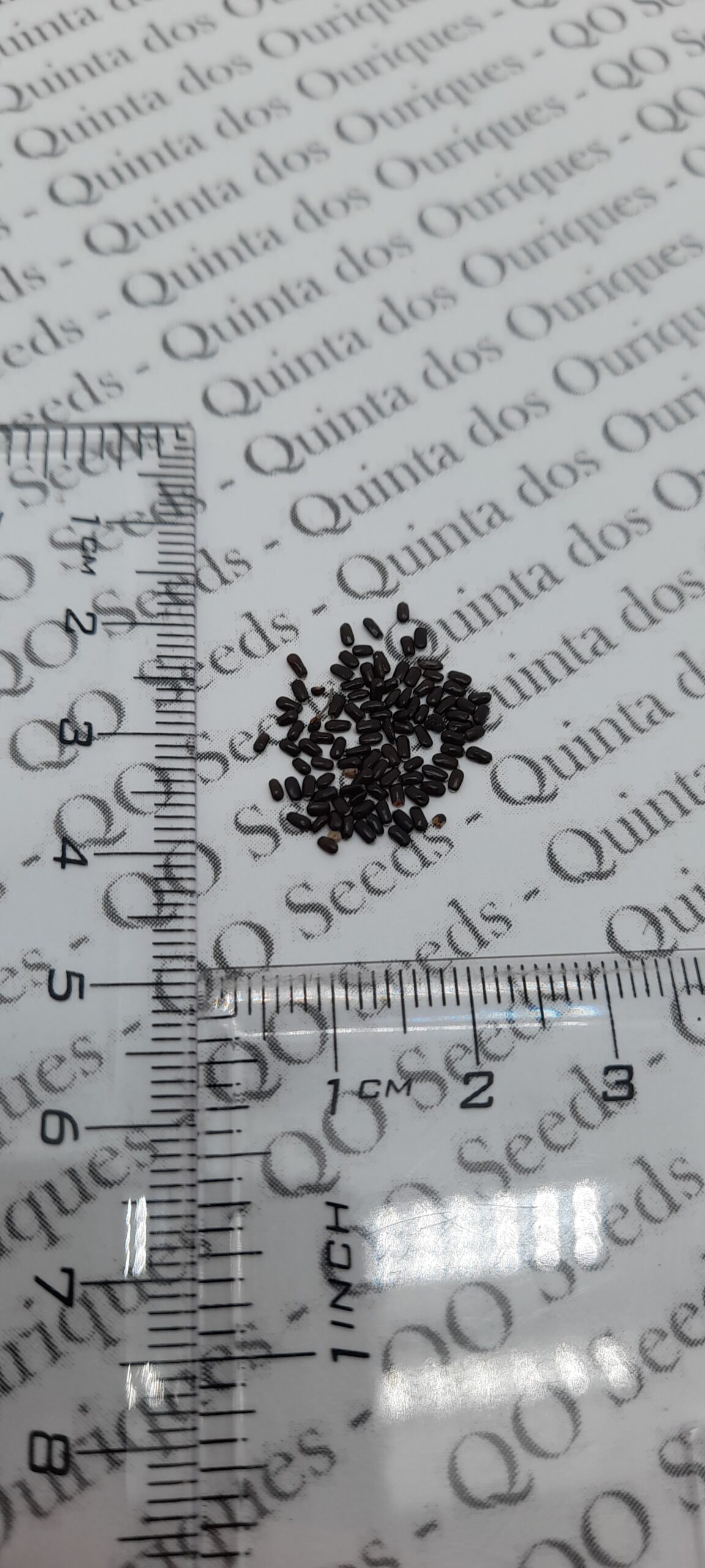 Lavandula angustifolia subsp. angustifolia - Lavender, English Lavender, Lavender - Image 10