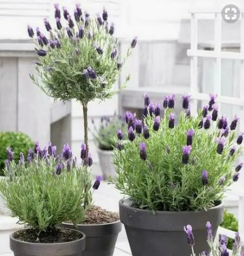 Lavandula pedunculata / Lavandula stoechas subsp. pedunculata / Stoechas pedunculata - French Lavender, Lavender Butterfly, Papillon Lavandula, Alfazema Papillon, Spanish Lavender, Lemon-scented Lavender