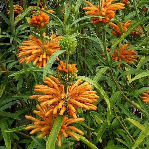 Leonotis leonurus - Lion's Tail, Wild Dagga - Image 4