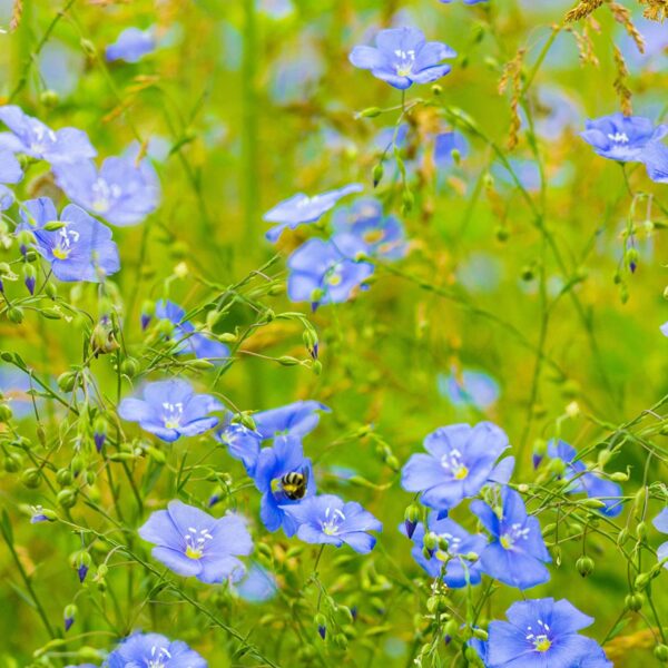 Linum usitatissimum - Flax, Linho, Lino, Saatlein - Image 5