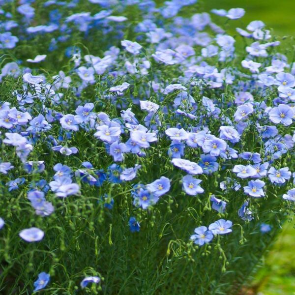Linum usitatissimum - Flax, Linho, Lino, Saatlein - Image 7