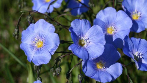 Linum usitatissimum - Flax, Linho, Lino, Saatlein - Image 9