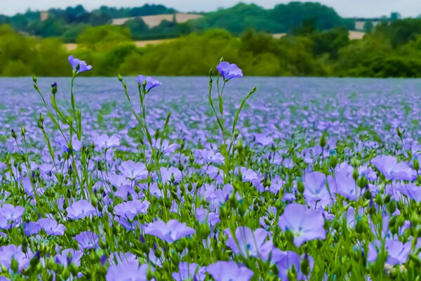 Linum usitatissimum - Flax, Linho, Lino, Saatlein - Image 12