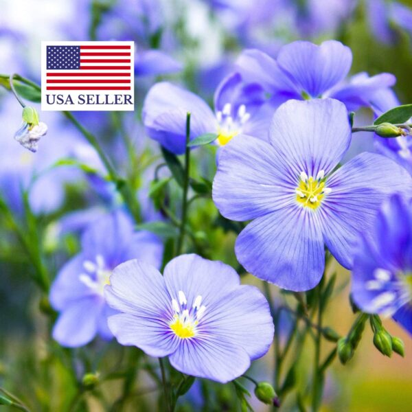Linum usitatissimum - Flax, Linho, Lino, Saatlein - Image 14