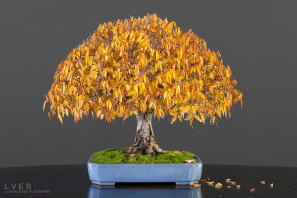 Liquidambar styraciflua - Liquidamber, American Sweetgum