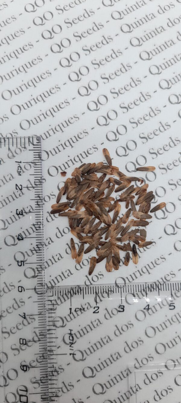 Liquidambar styraciflua - Liquidamber, American Sweetgum - Image 6
