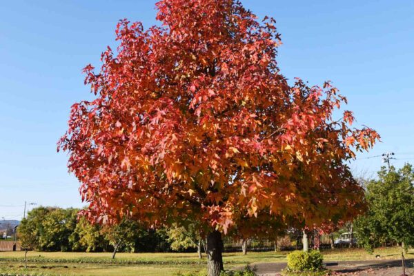 Liquidambar styraciflua - Liquidamber, American Sweetgum - Image 7