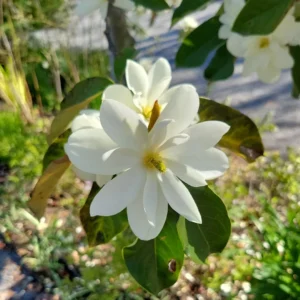 Magnolia doltsopa - Sweet Michelia, Temple Magnolia, Himalayan Magnolia, Evergreen Magnolia