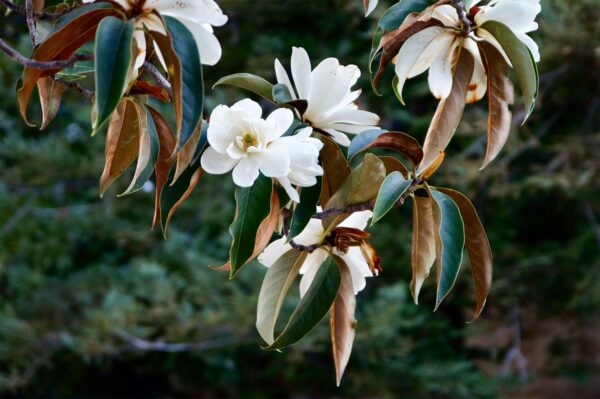 Magnolia doltsopa - Sweet Michelia, Temple Magnolia, Himalayan Magnolia, Evergreen Magnolia - Image 3